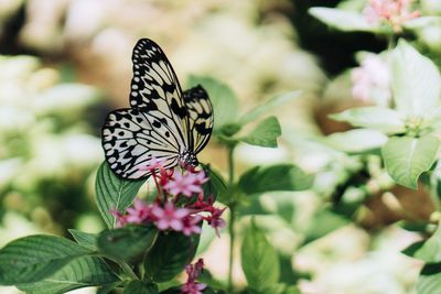 Close-up of butterfly pollinating on flower