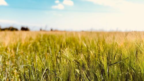 View of wheat field against sky