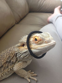Silly beardie picture