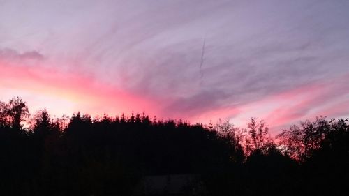 Silhouette of trees at sunset