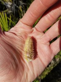 Close-up of hand on plant