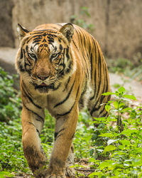 Portrait of tiger