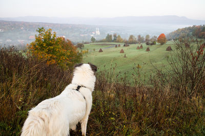 View of a dog on field