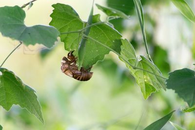 Close-up of insect on plant