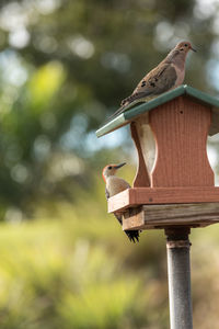 Close-up of bird perching on wood