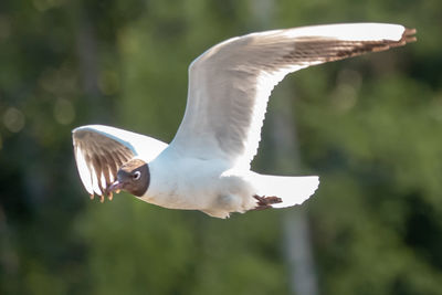 Close-up of seagull flying