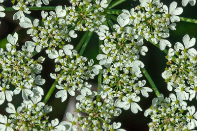 High angle view of white flowering plant