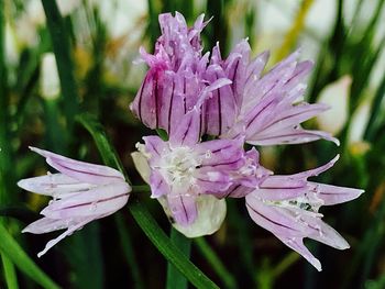 Close-up of raindrops on pink flower