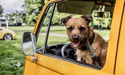 Portrait of dog in yellow car