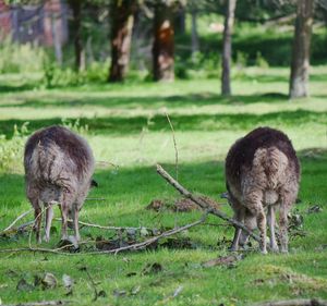 Sheep grazing on field