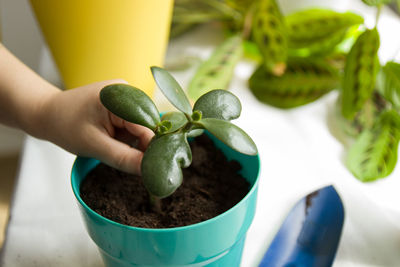 Close-up of hand holding potted plant