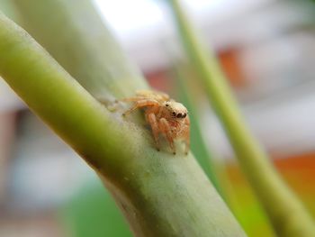 Close-up of spider on plant