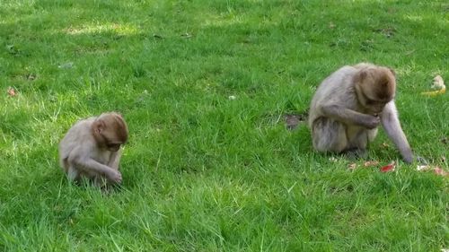 Dog relaxing on grassy field