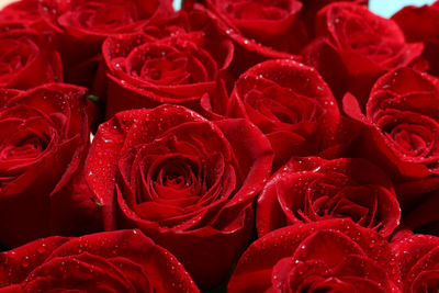 Full frame shot of red roses