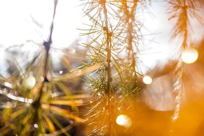 Close-up of plants against sky