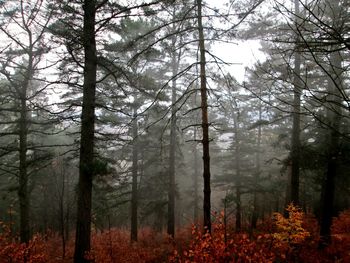 Bare trees in forest