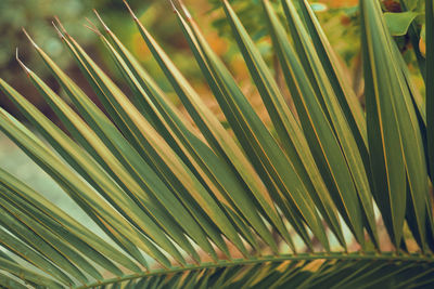 Green leaves background. abstract natural floral background. selective focus, macro. 