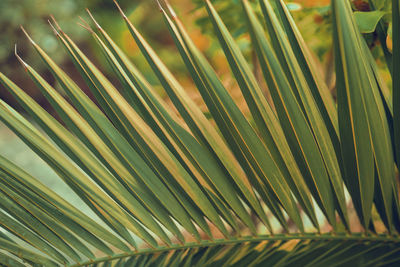 Close-up of palm tree