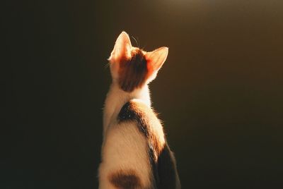Rear view of cat in darkroom