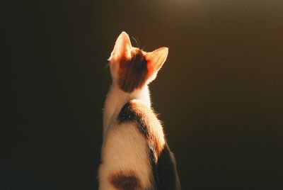 Close-up of a cat against black background