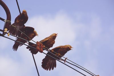 Low angle view of bird perching on cable against sky