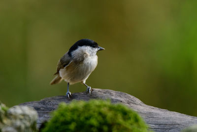 Close-up of bird perching on wood