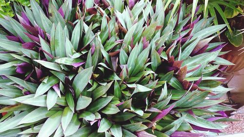 Full frame shot of succulent plant