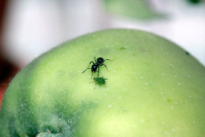 Close-up of ant on leaf