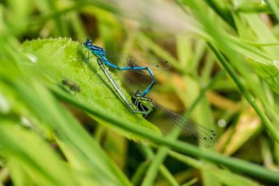 Close-up of insect on grass