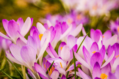 Close-up of pink crocus flowers