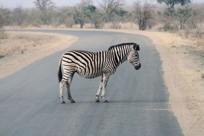 Zebra standing on road