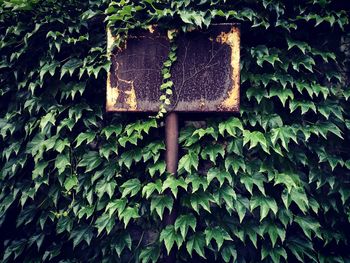 Close-up of ivy growing on wall covering an old street sign