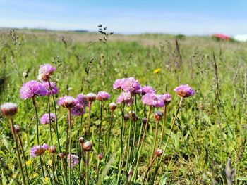 Close-up of purple flowering plants on field