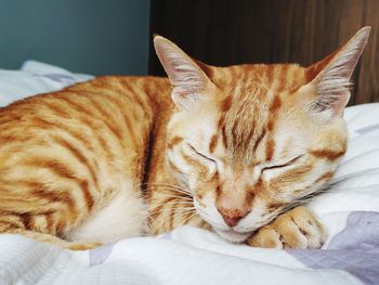 Close-up of cat sleeping on bed