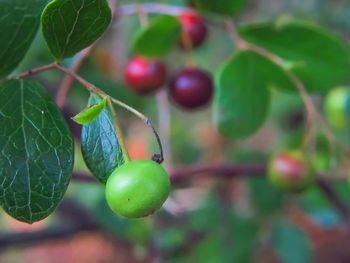 Fresh huckleberry on the plant outdoors 