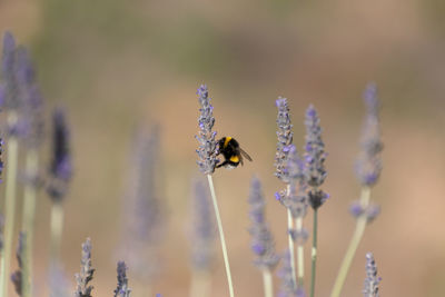 Close-up of bee on lavender