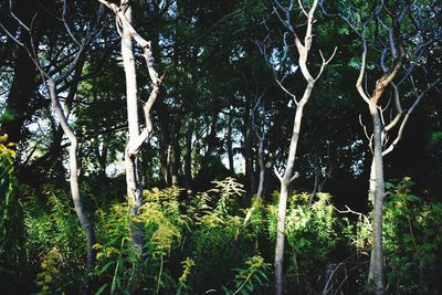 Trees growing in forest