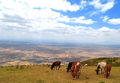 View of cows on landscape against cloudy sky