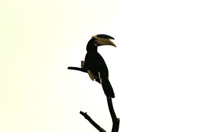 Low angle view of bird perching against clear sky