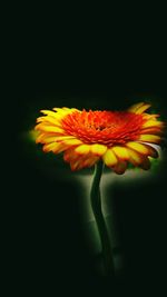 Close-up of flower over black background