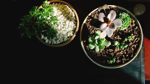 High angle view of potted plants on table