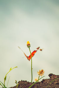 Flowers against sky