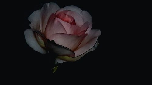 Close-up of rose against black background