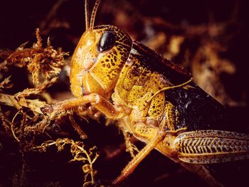 Close-up of insect on leaf