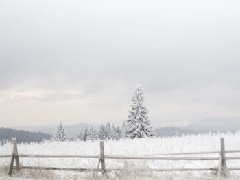 Trees on field against sky during winter