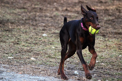 Dog looking away on field