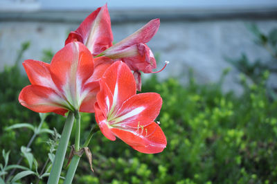 Close-up of day lily blooming outdoors