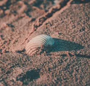 Close-up of crab on sand