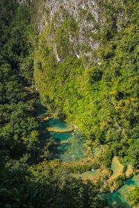 High angle view of trees by lake in forest