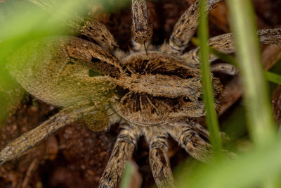 Close-up of spider on plant